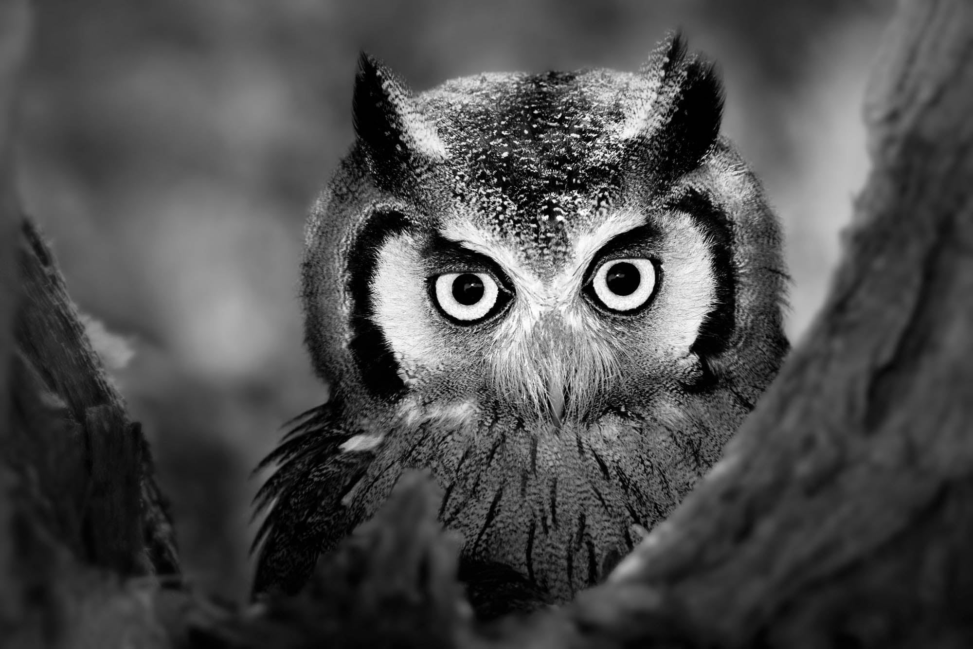 Uil in close-up - LW00205