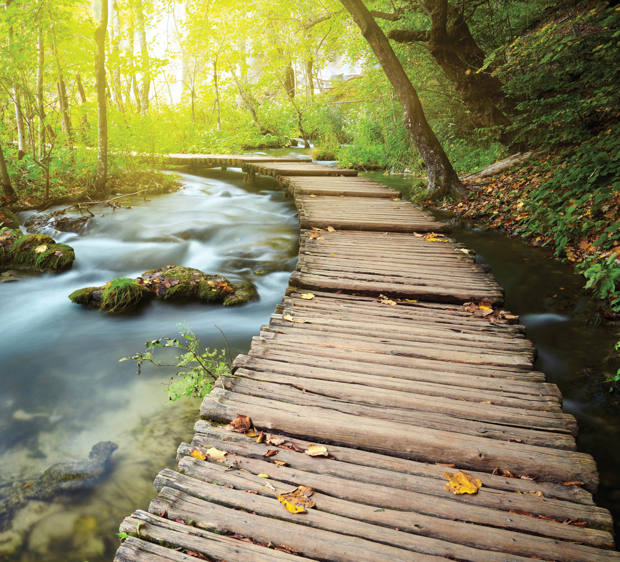 Houten weg door bos - LW00251