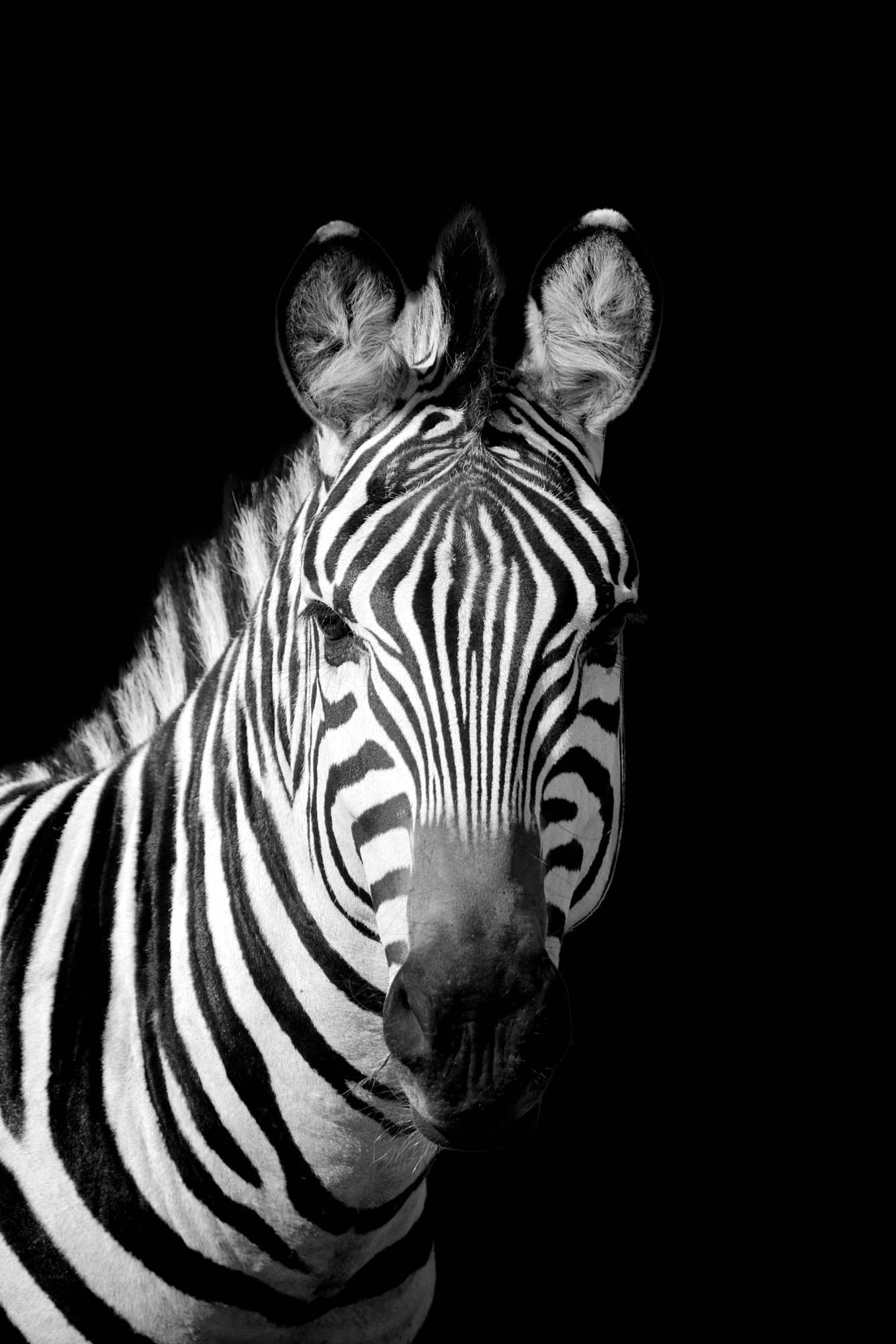 Zebra portret - LW00224