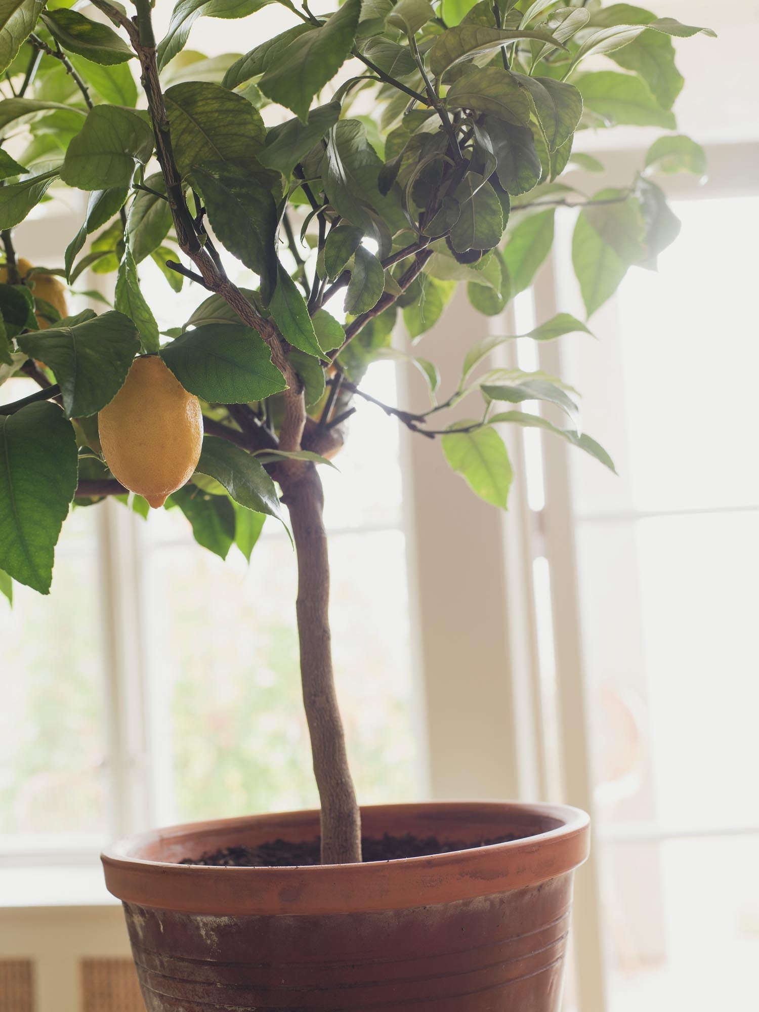 Boråstapeter Orangeri Citronträd 5701