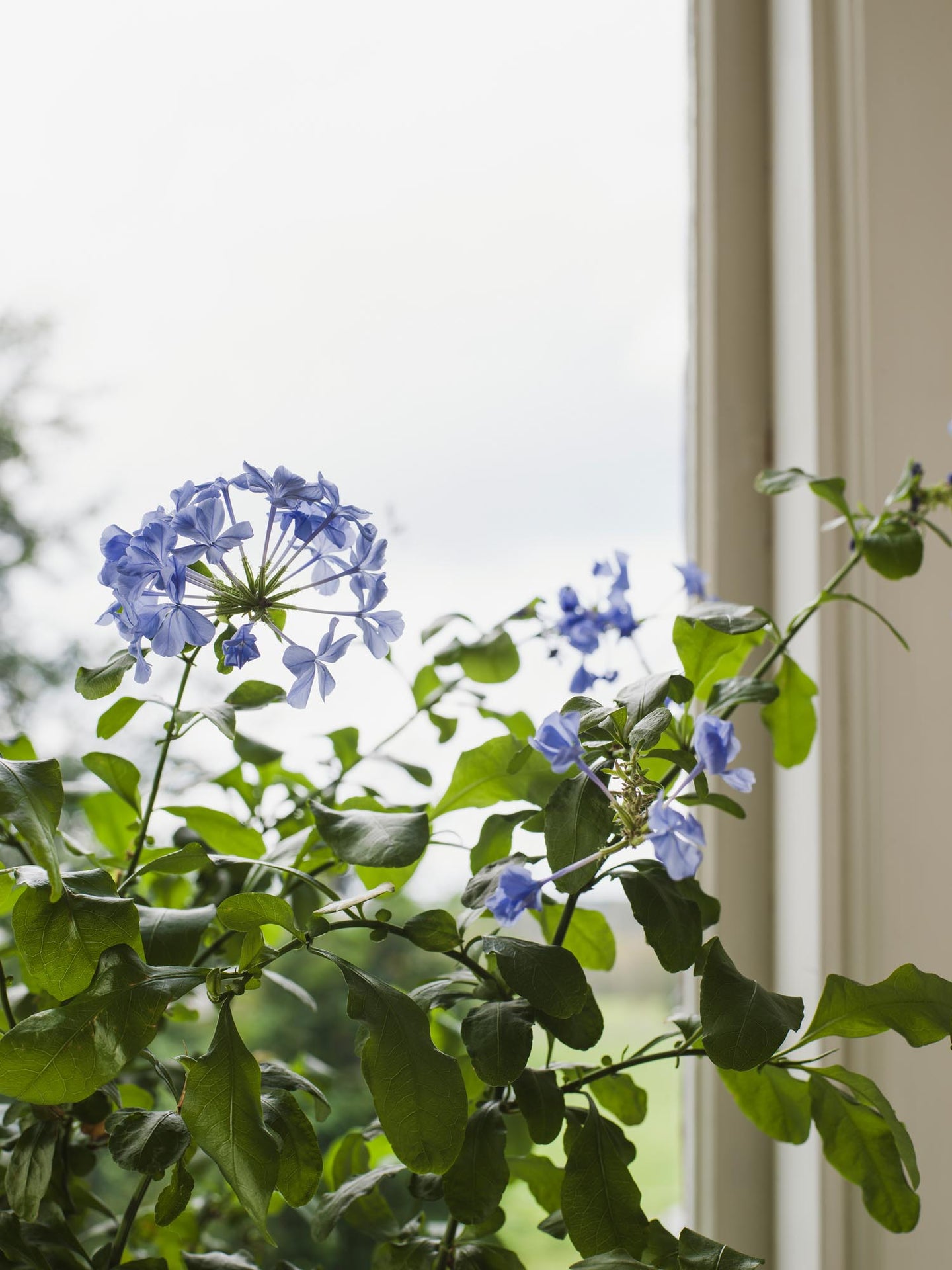 Boråstapeter Orangeri Myrten 5717