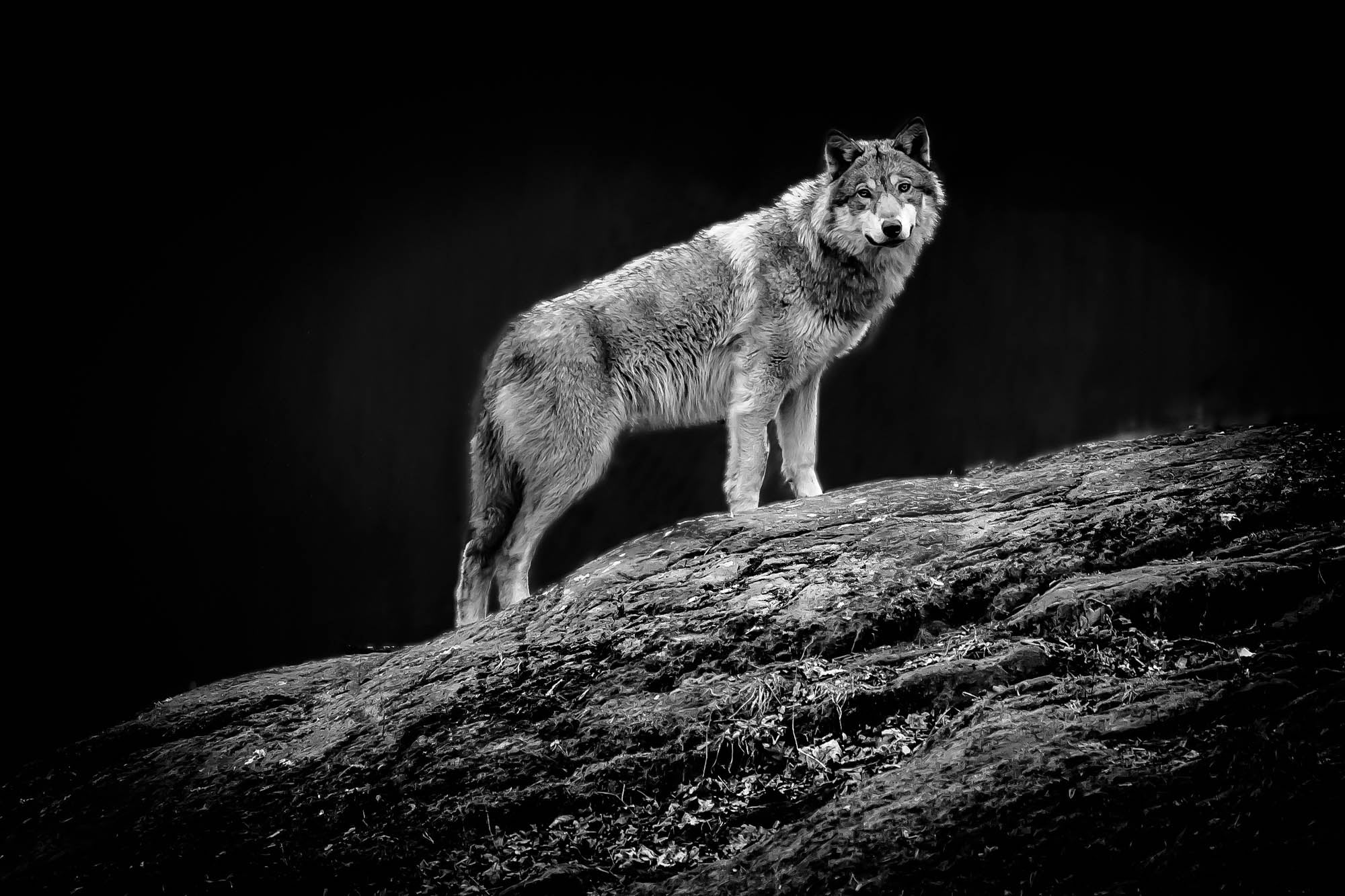 Starende wolf op boom - LW00239