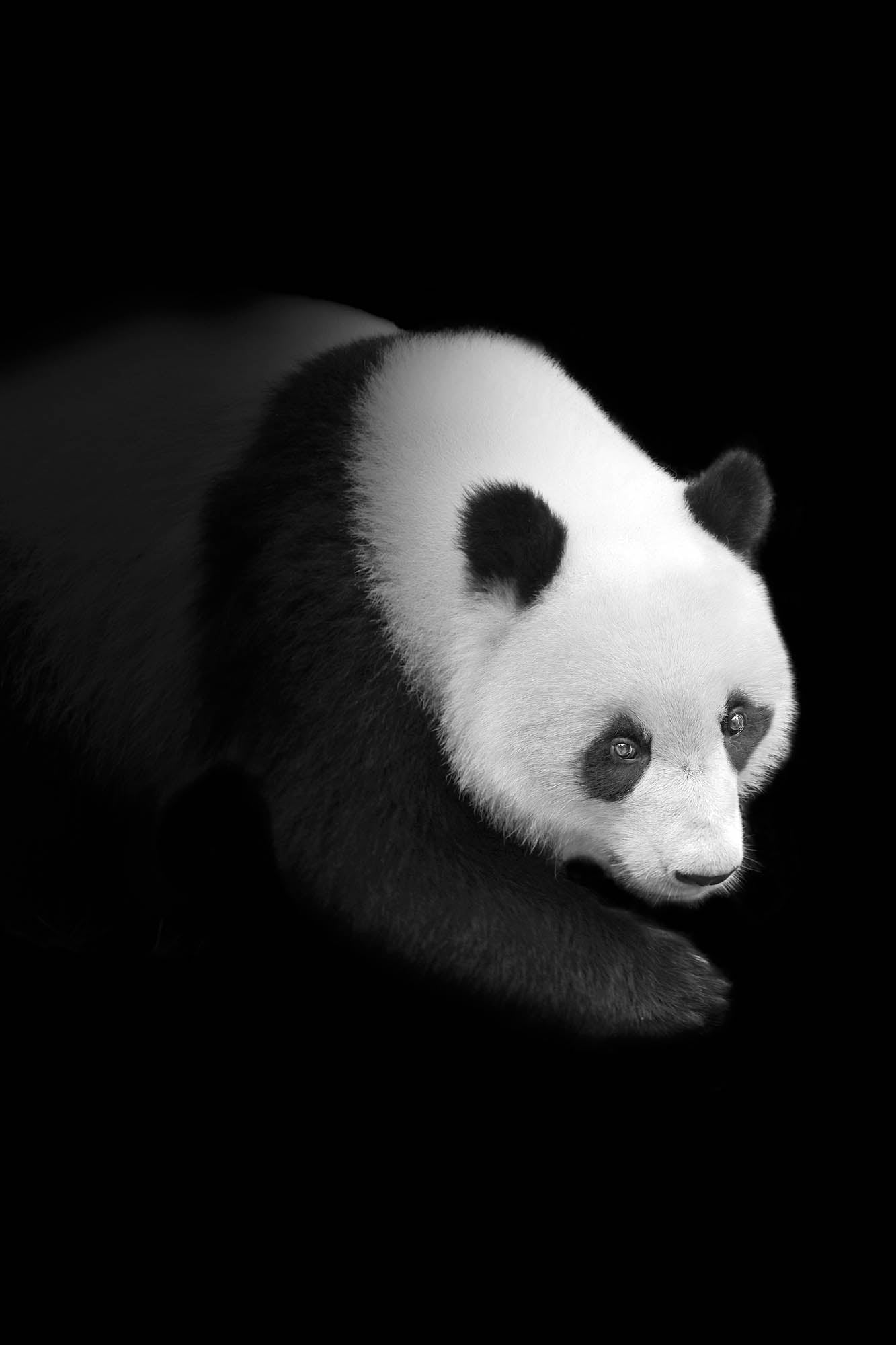 Pandabeer lopend vanuit het donker - LW00240