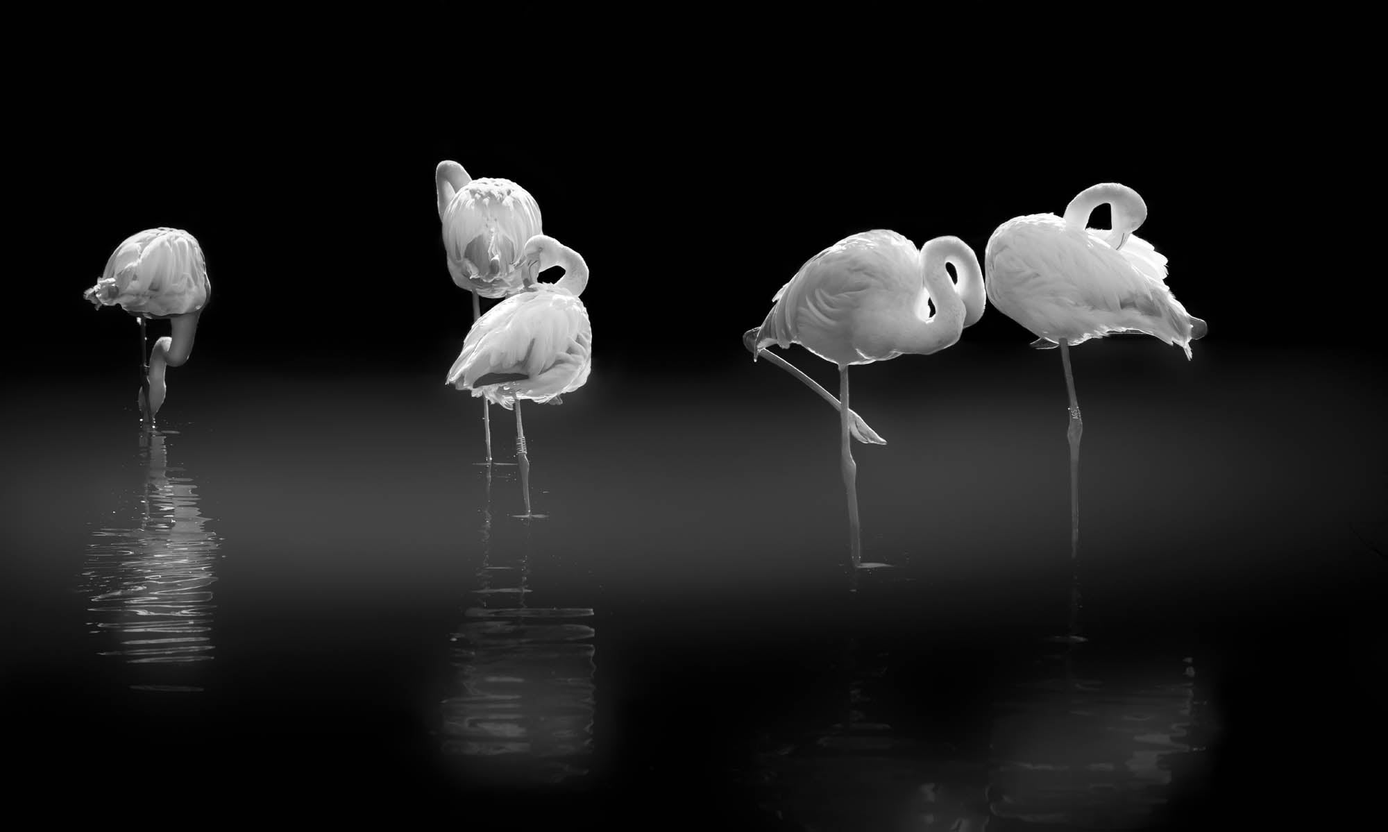 Slapende flamingo's - LW00241