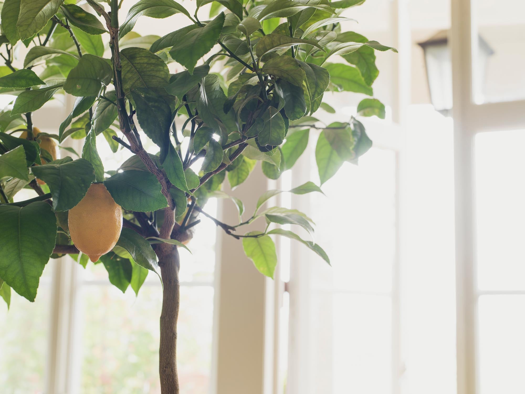 Boråstapeter Orangeri Citronträd 5701 Behang