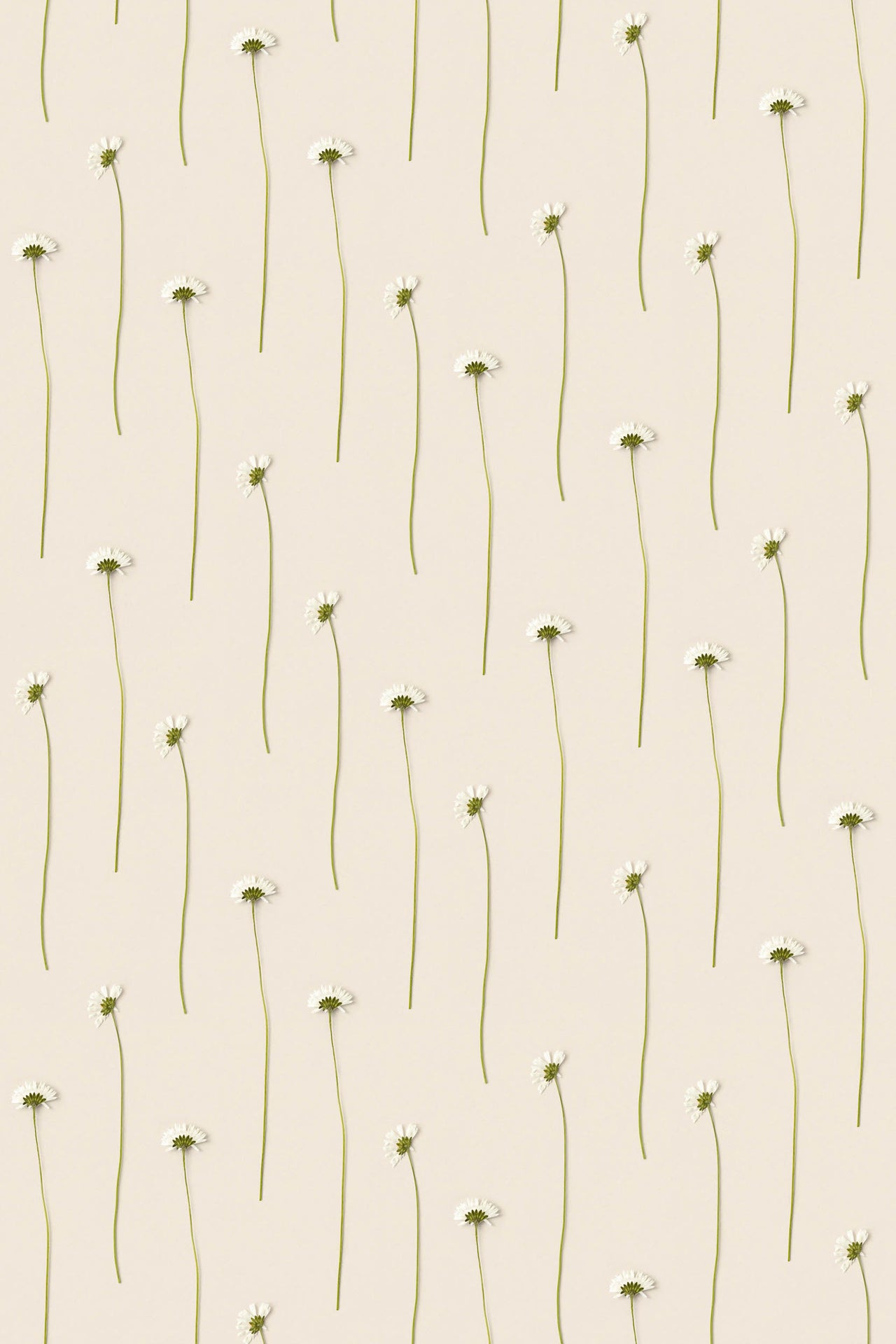 Studio Ditte Madeliefjes Behang