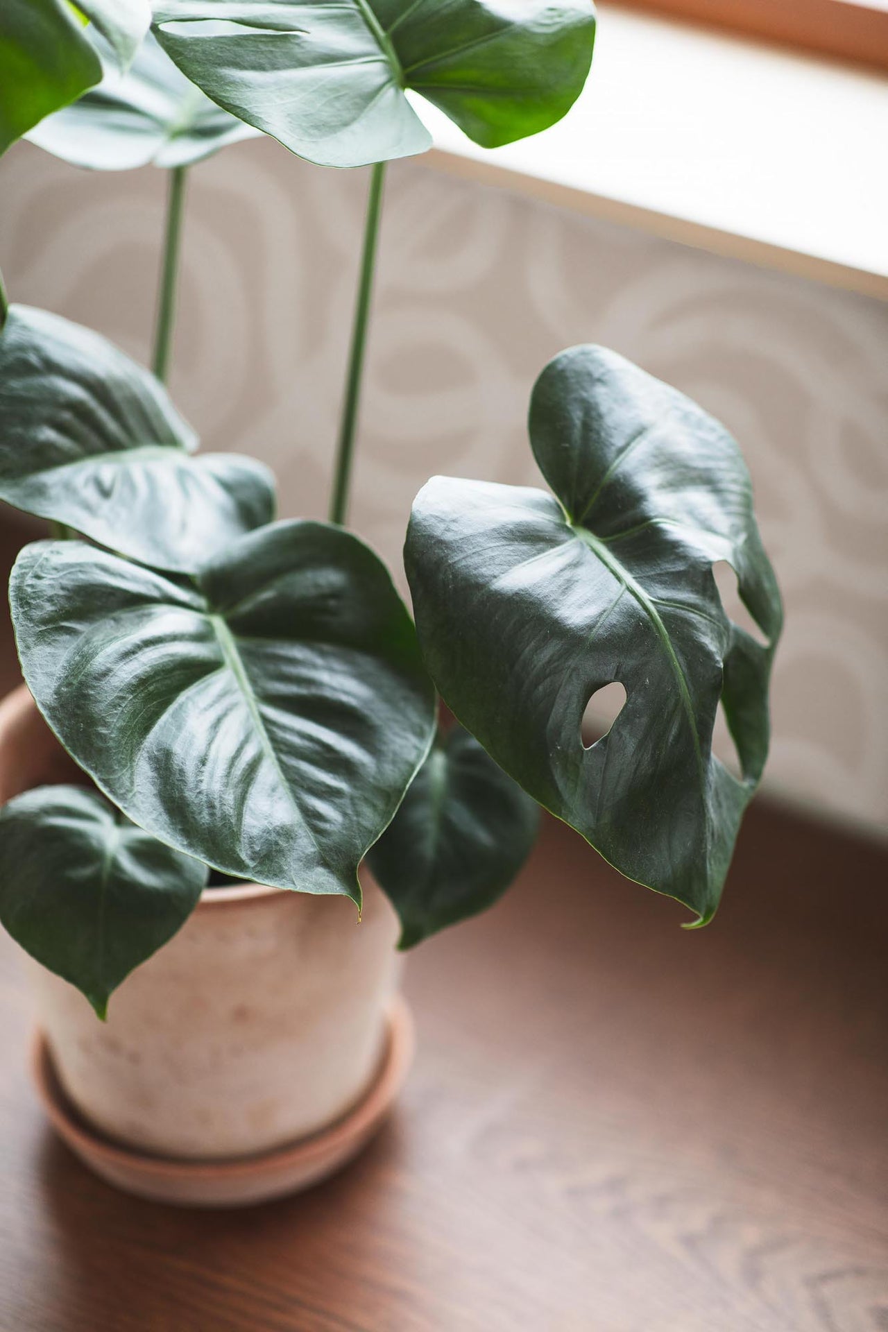 Boråstapeter Graphic Curve 4734 Behang