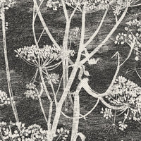 Cole & Son Contemporary Collection Cow Parsley 66/7046